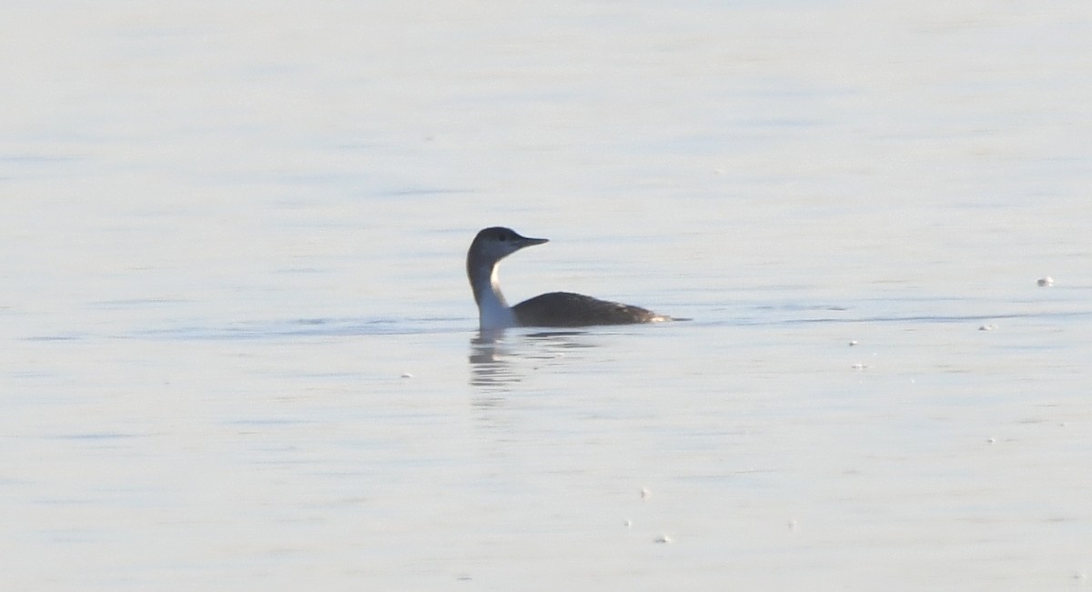 Red-throated Loon - Stéphane Barrette