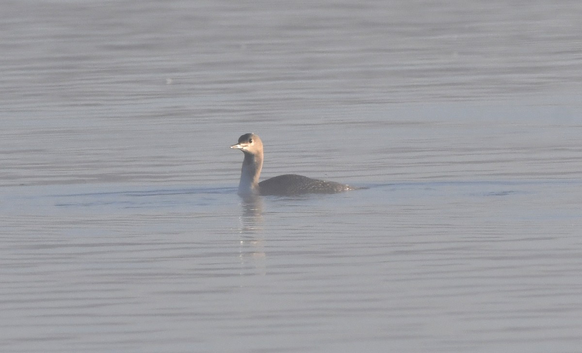 Red-throated Loon - Stéphane Barrette