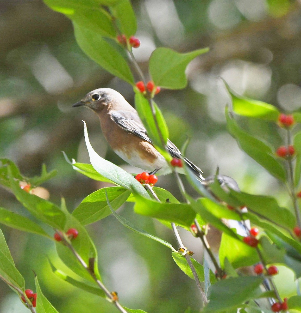 Eastern Bluebird - ML499131491