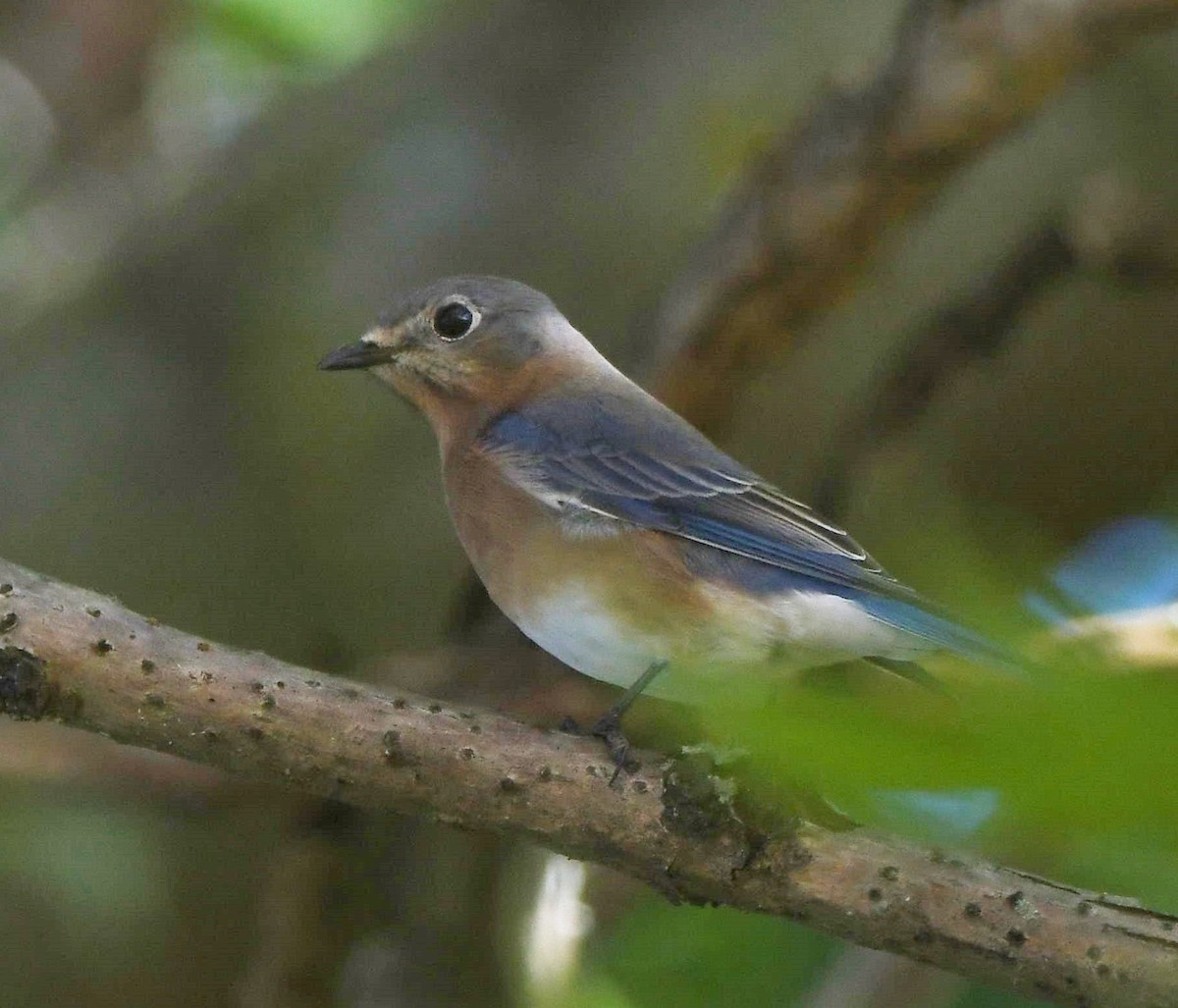 Eastern Bluebird - ML499131701