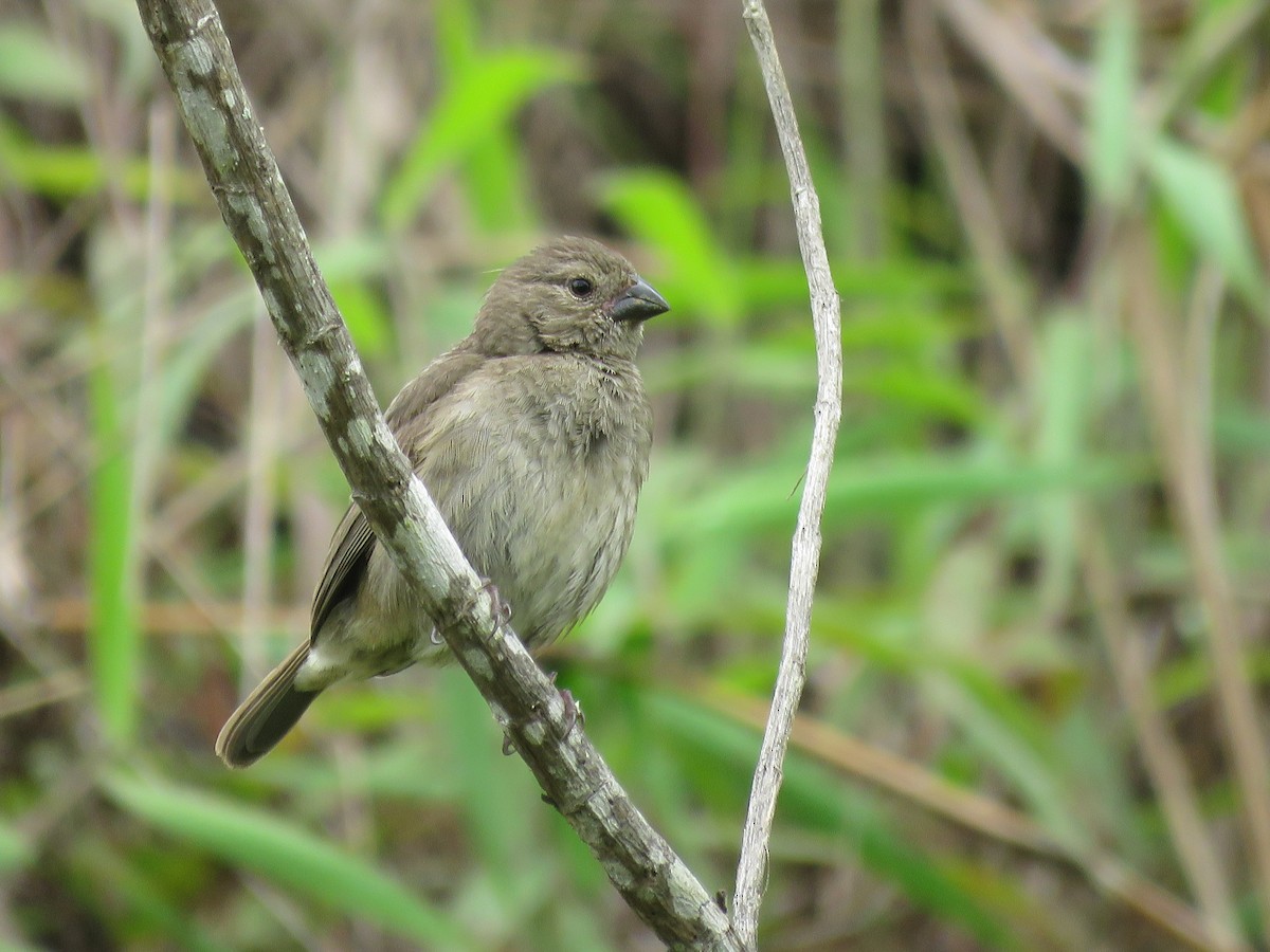 Dull-colored Grassquit - ML499132471