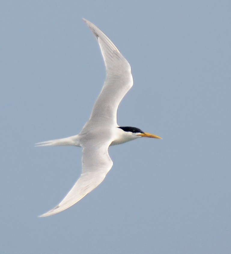 Sandwich Tern (Cayenne) - ML49913361