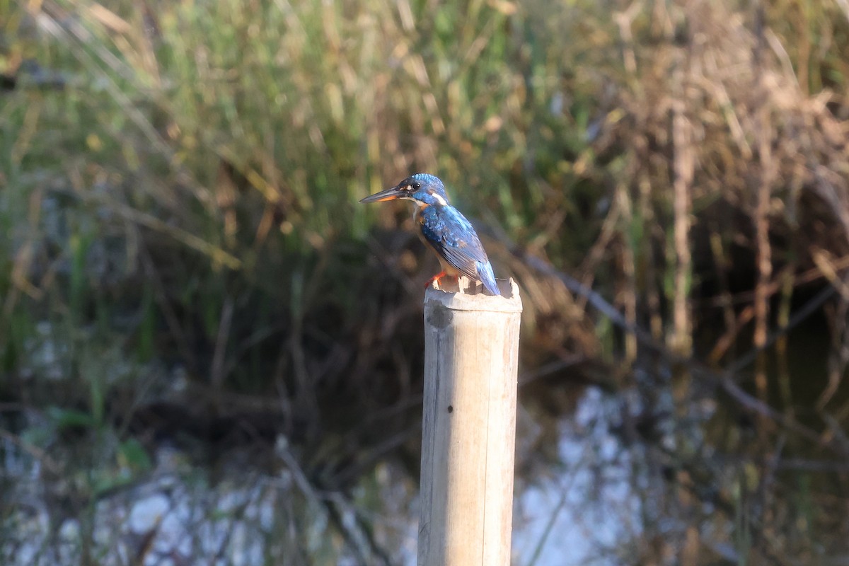 Common Kingfisher - ML499133681