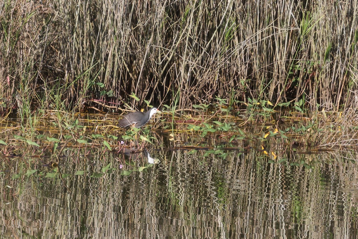 White-breasted Waterhen - ML499133831