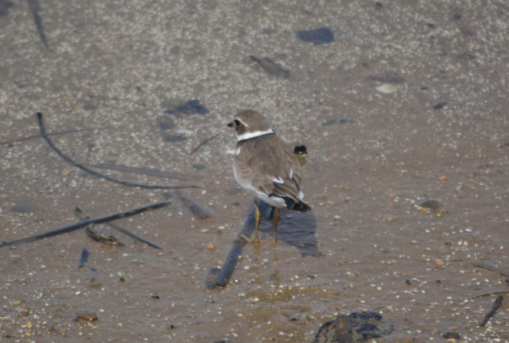 Common Ringed Plover - ML499135831