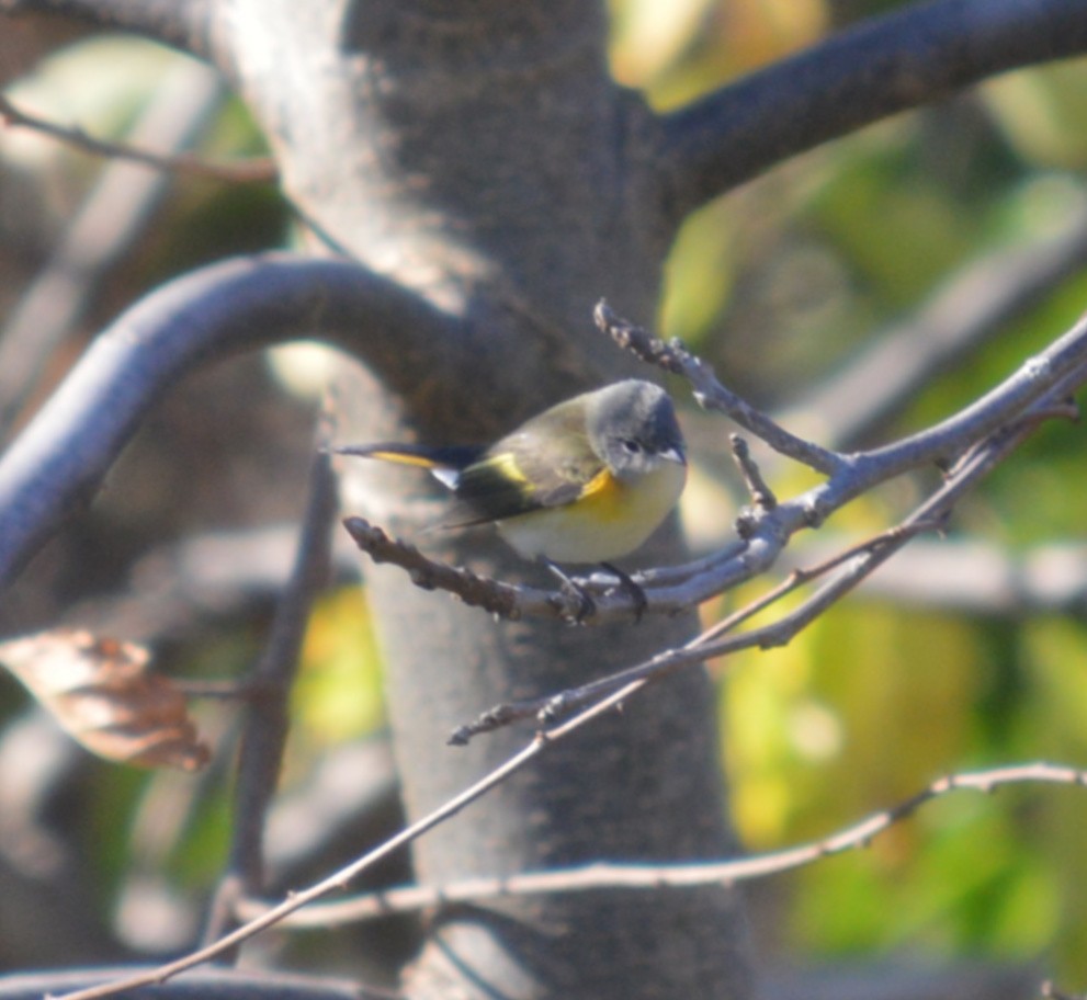 American Redstart - John Keeley