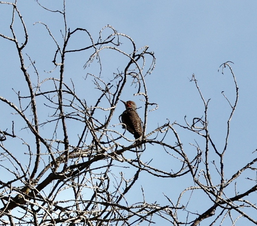 Northern Flicker - Millie and Peter Thomas