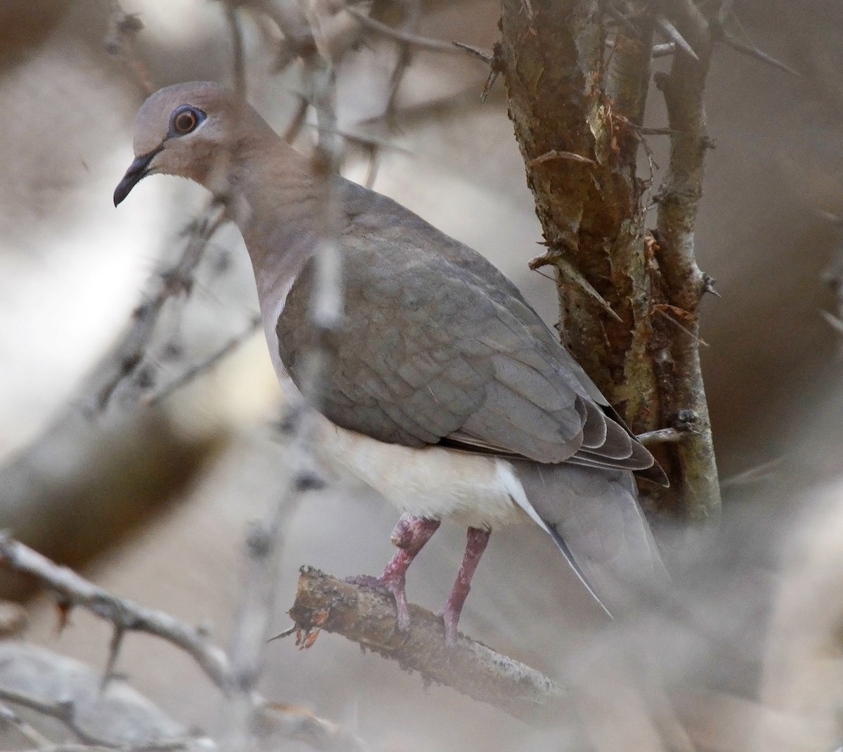 White-tipped Dove - Steven Mlodinow