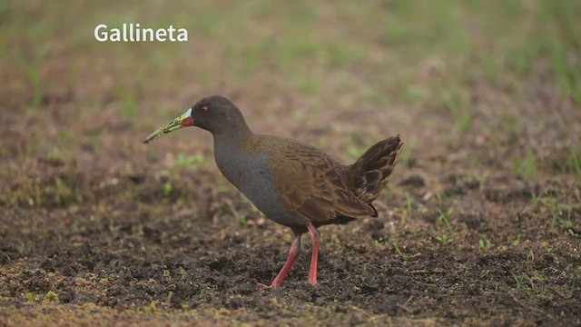 Plumbeous Rail - ML499137761