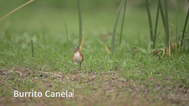 Rufous-sided Crake - ML499137831