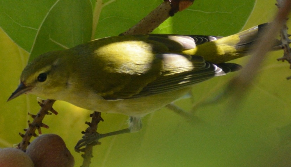 Tennessee Warbler - ML499137841