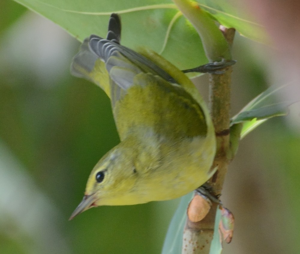 Tennessee Warbler - ML499137881