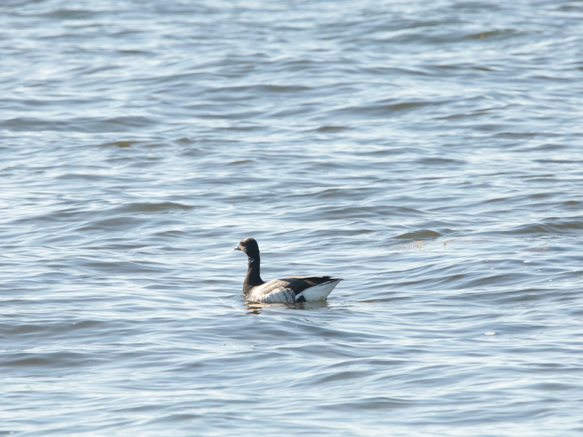 Brant - John Loch