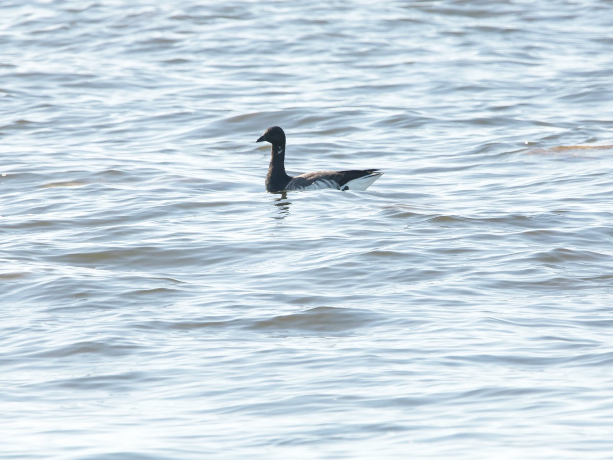 Brant - ML499138821