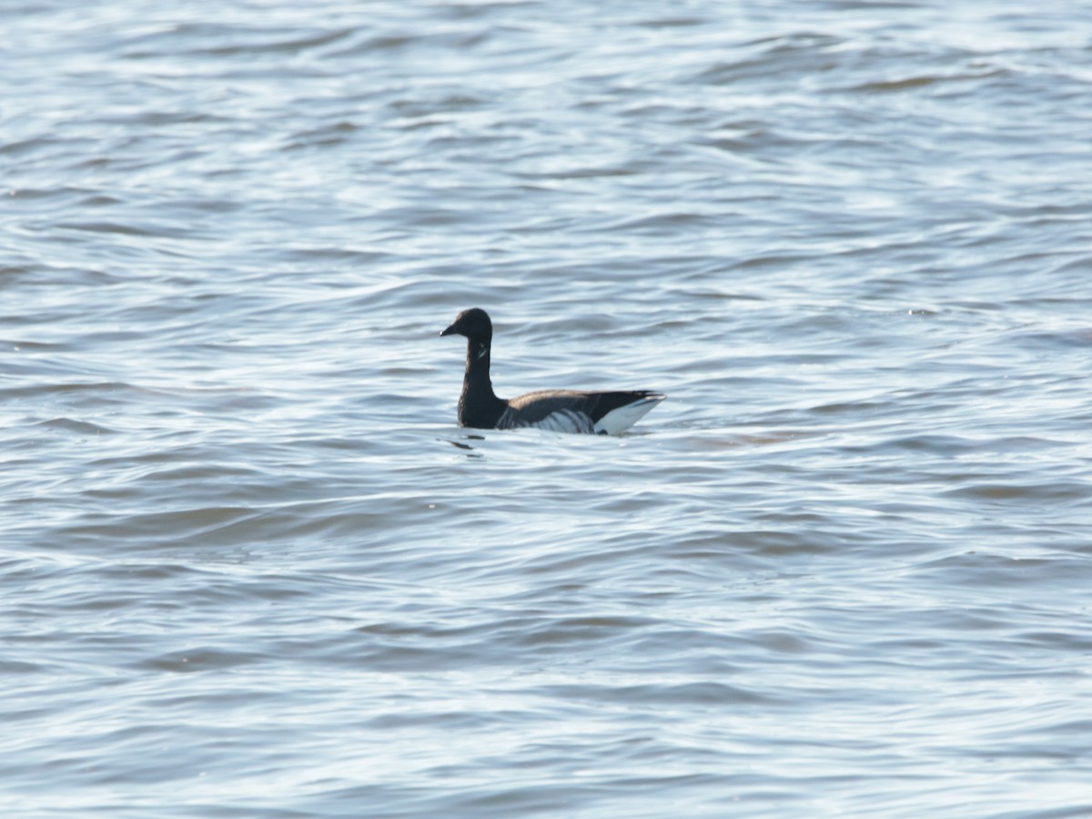 Brant - ML499138831