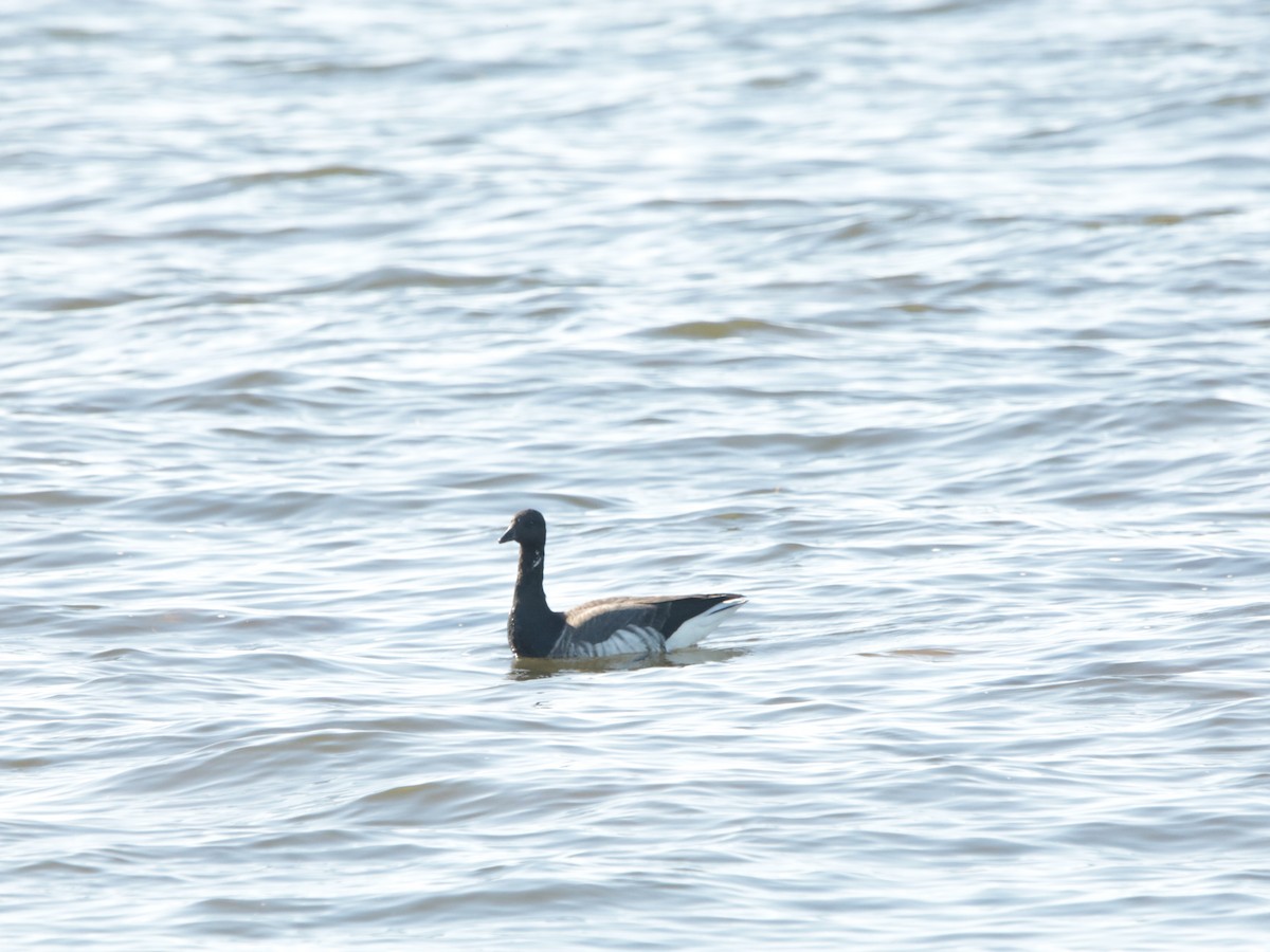 Brant - ML499138851