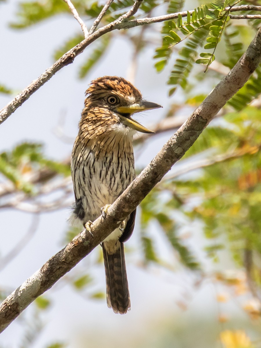 Eastern Striolated-Puffbird (Natterer's) - ML499138861