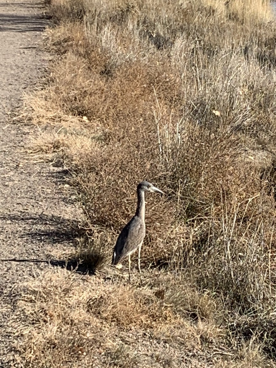 Yellow-crowned Night Heron - David Waltman