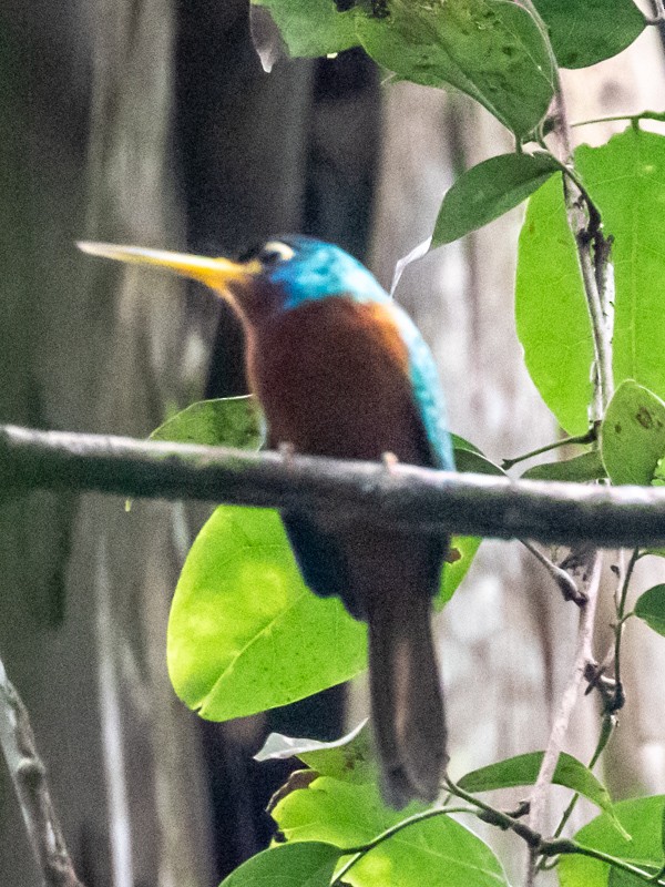 Blue-cheeked Jacamar - ML499139141