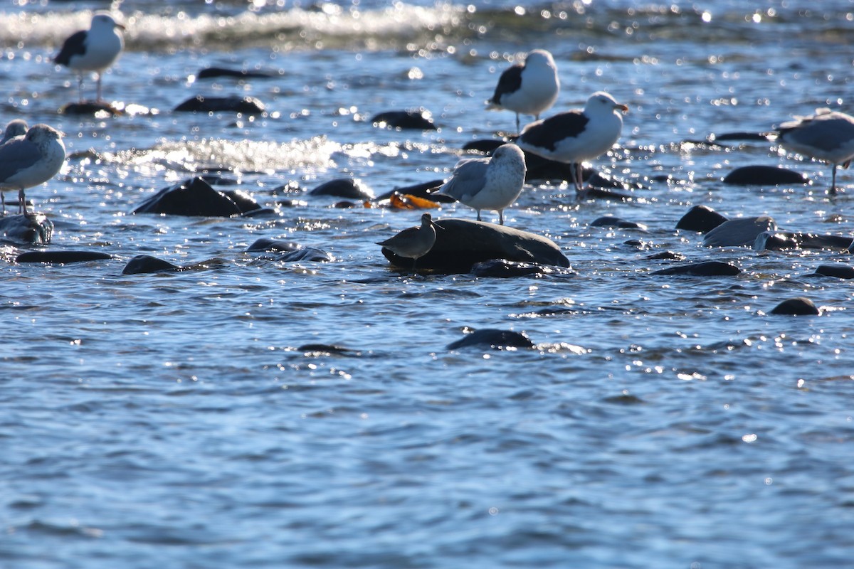 Great Black-backed Gull - ML499139321