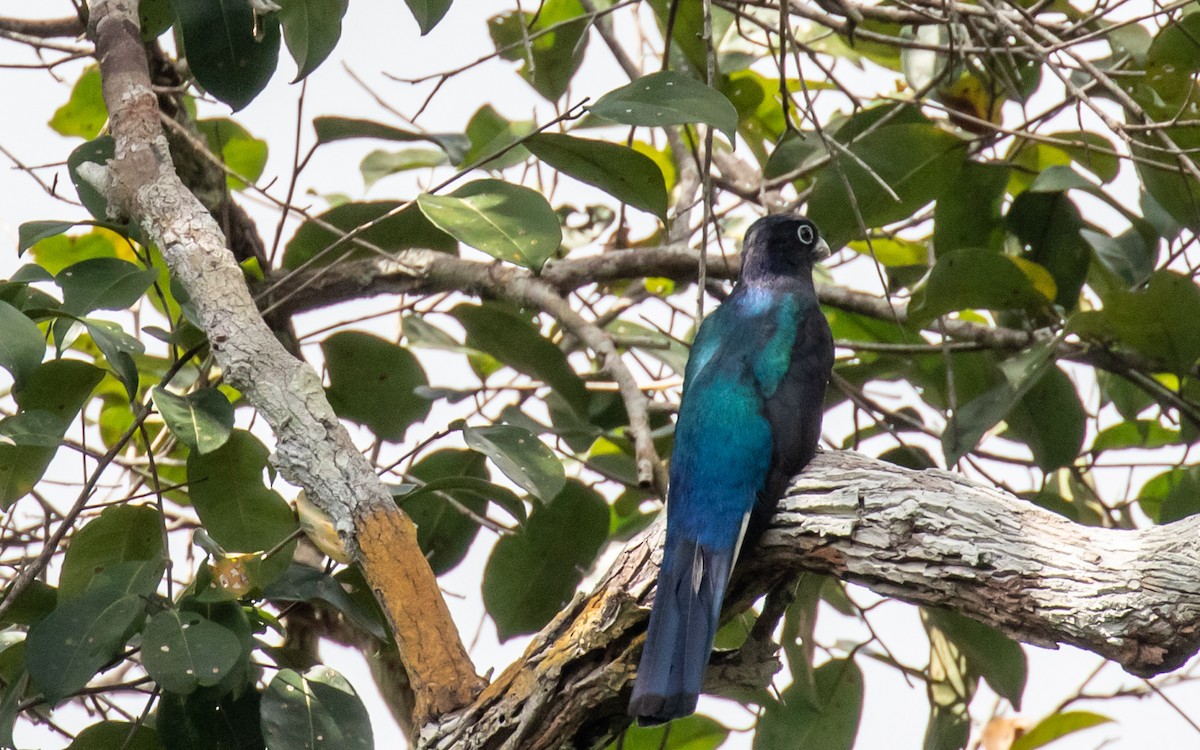 Trogon à queue blanche - ML499139411