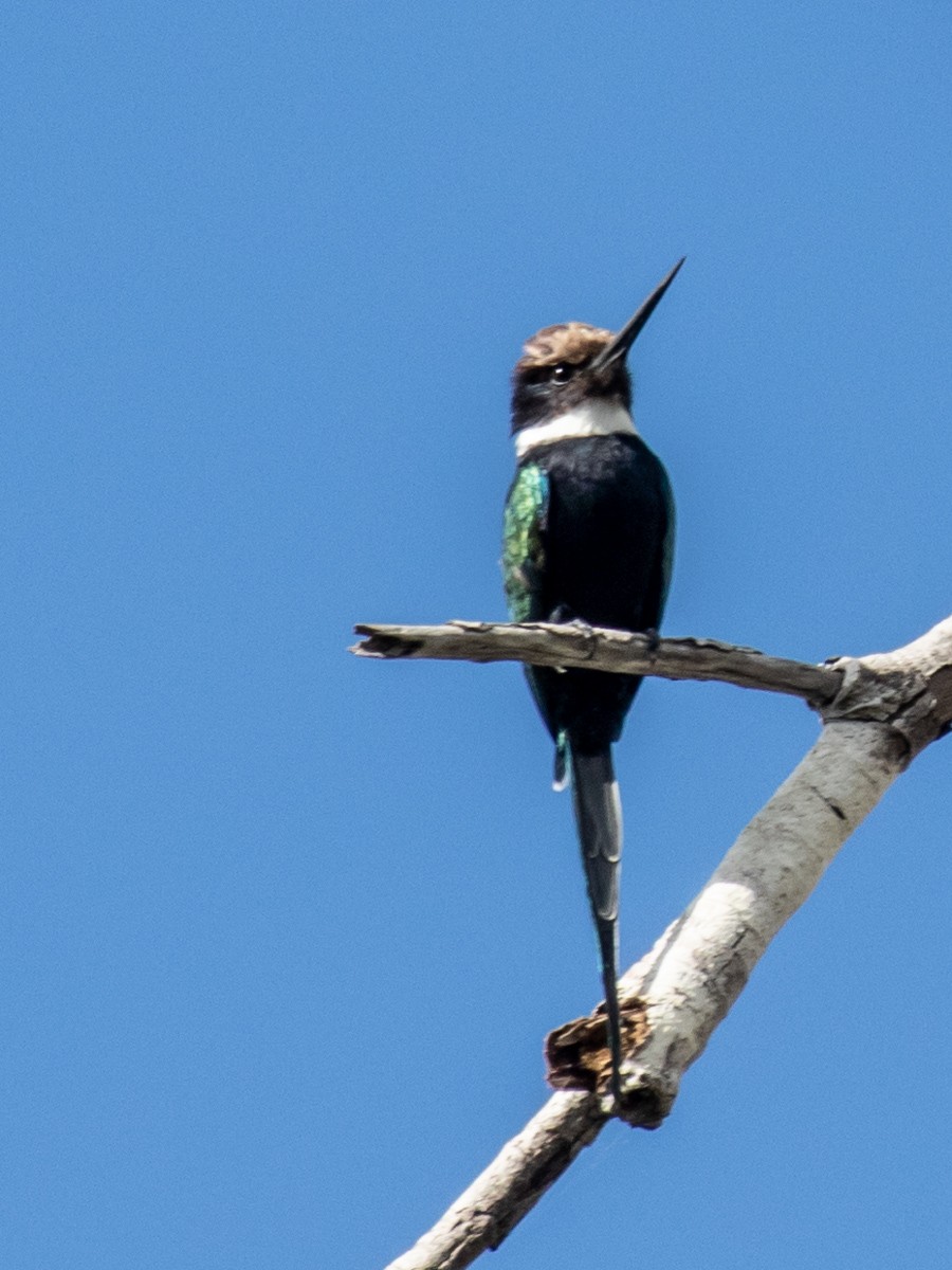 Jacamar à longue queue - ML499139701