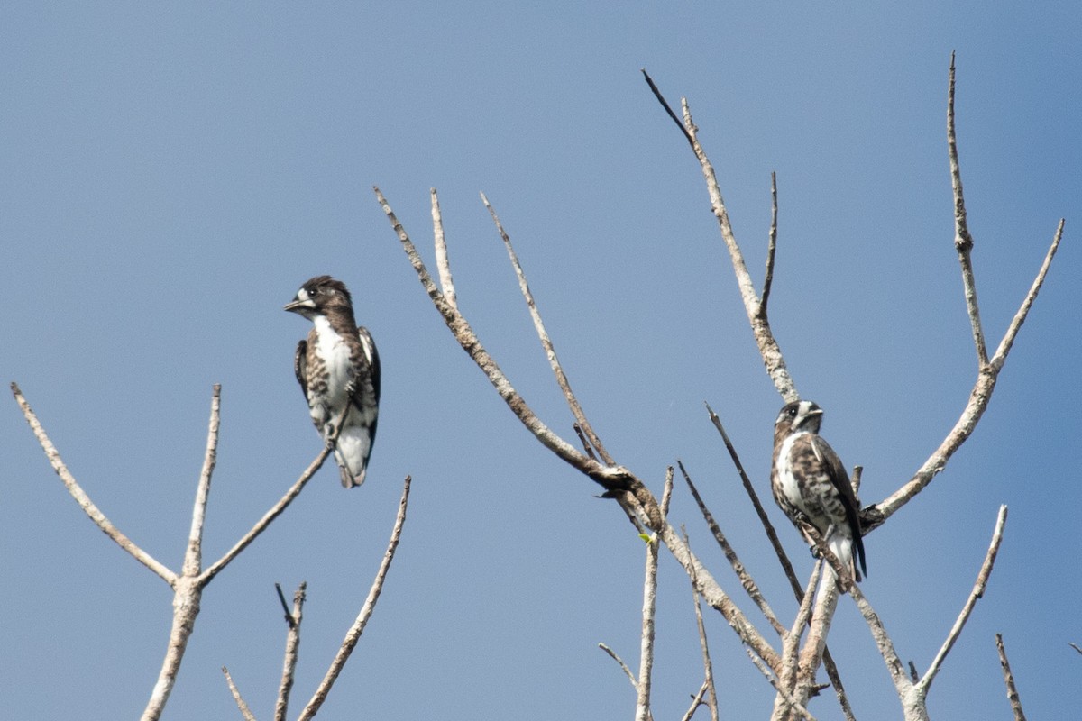 White-browed Purpletuft - ML499140311