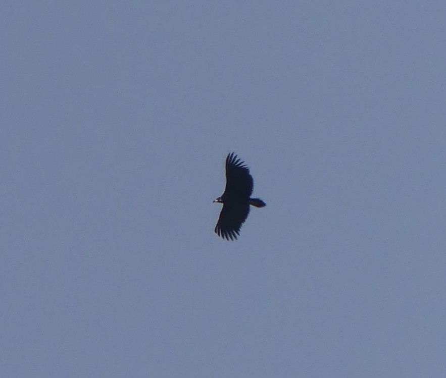 Cinereous Vulture - ML499140321