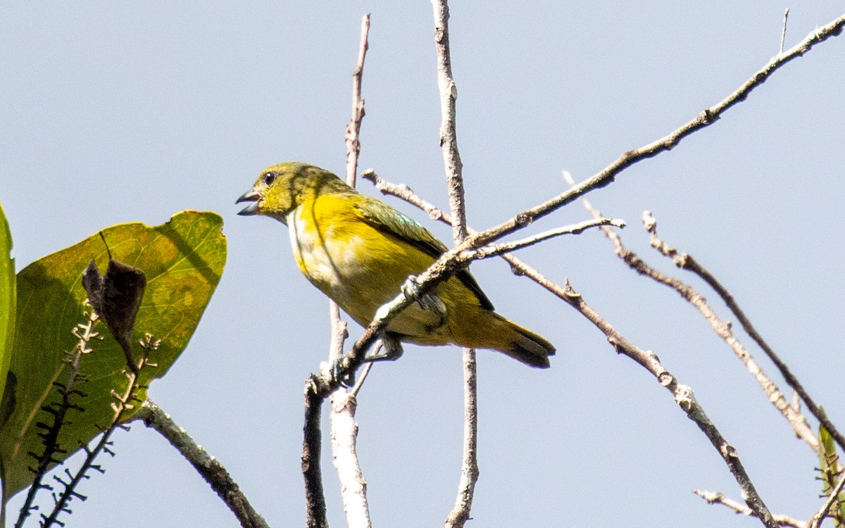 Thick-billed Euphonia - ML499140931