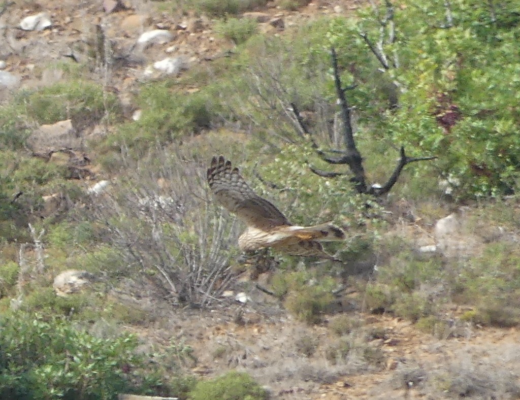 Aguilucho Pálido - ML499141011