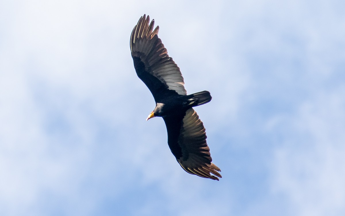 Greater Yellow-headed Vulture - Eero Rasi