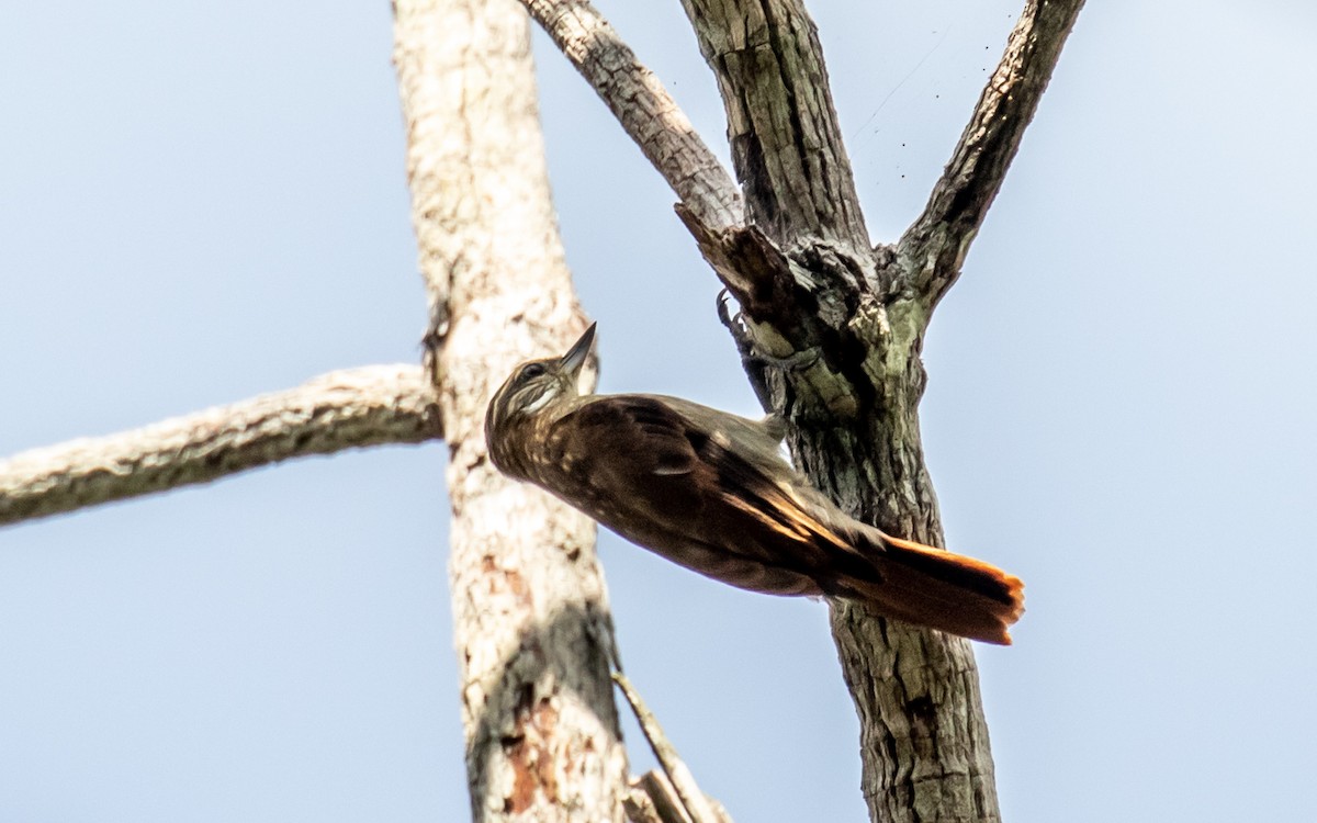 Slender-billed Xenops - ML499142021