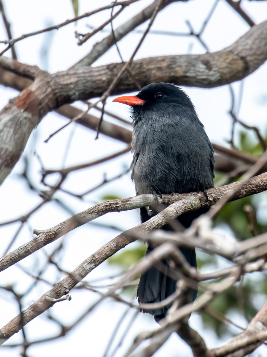 Schwarzstirn-Faulvogel - ML499142441