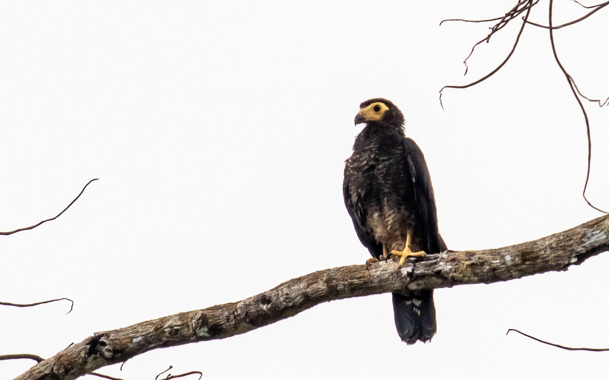 Black Caracara - ML499142771