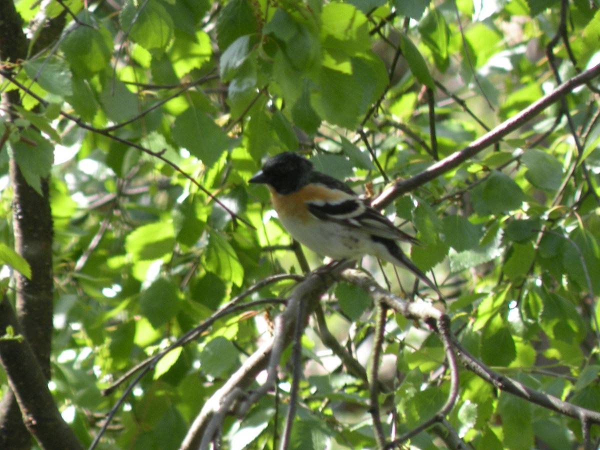 Brambling - Gregorio Lozano Campo