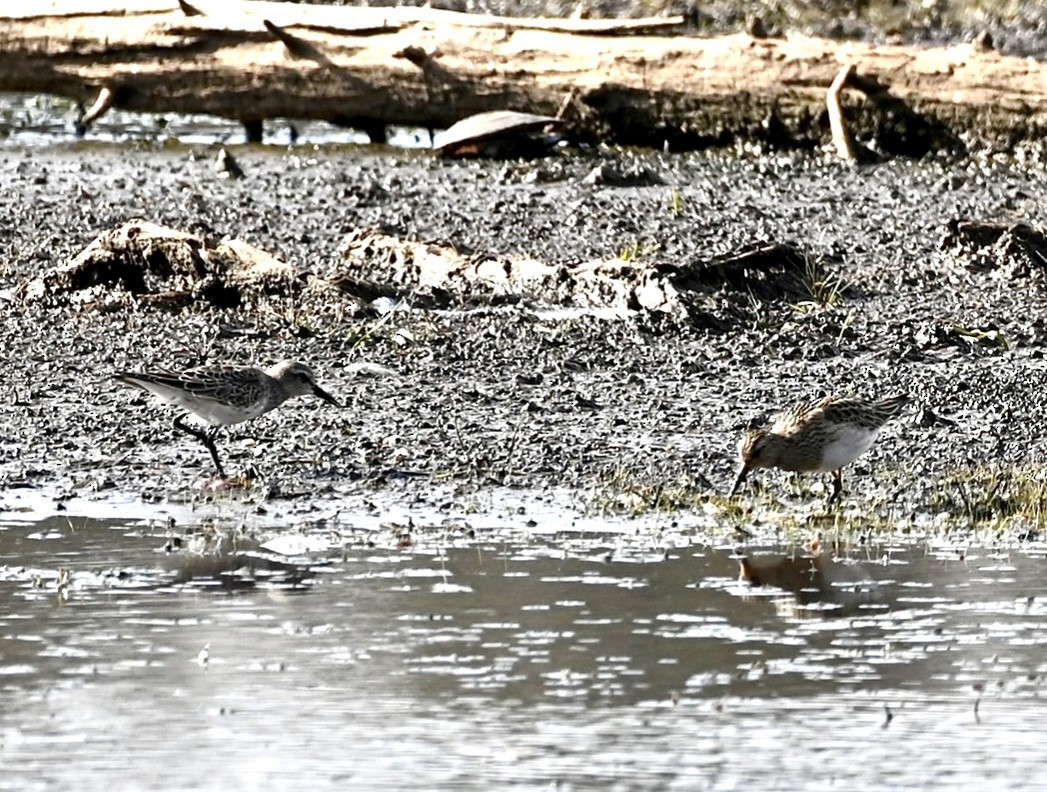 White-rumped Sandpiper - ML499142981