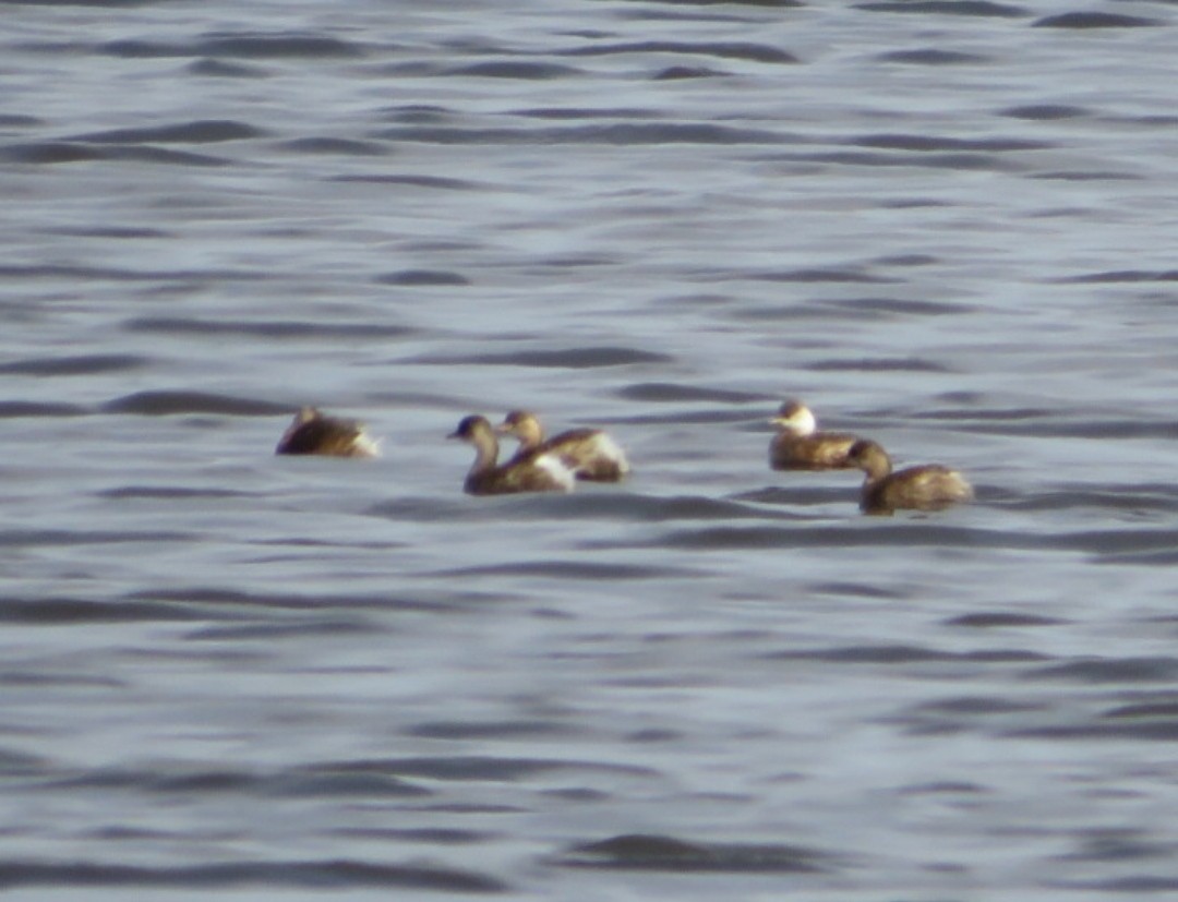 Little Grebe - ML499144491