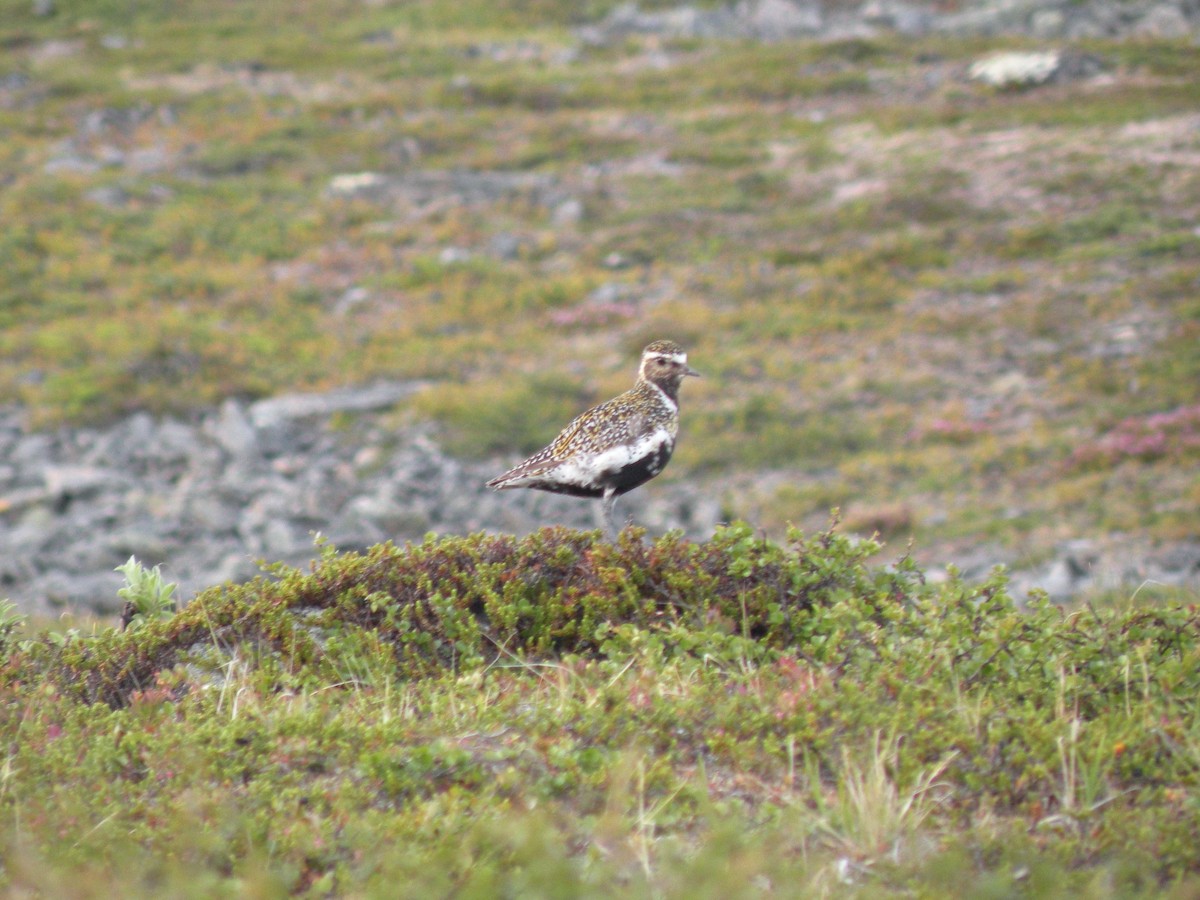 European Golden-Plover - ML499145371