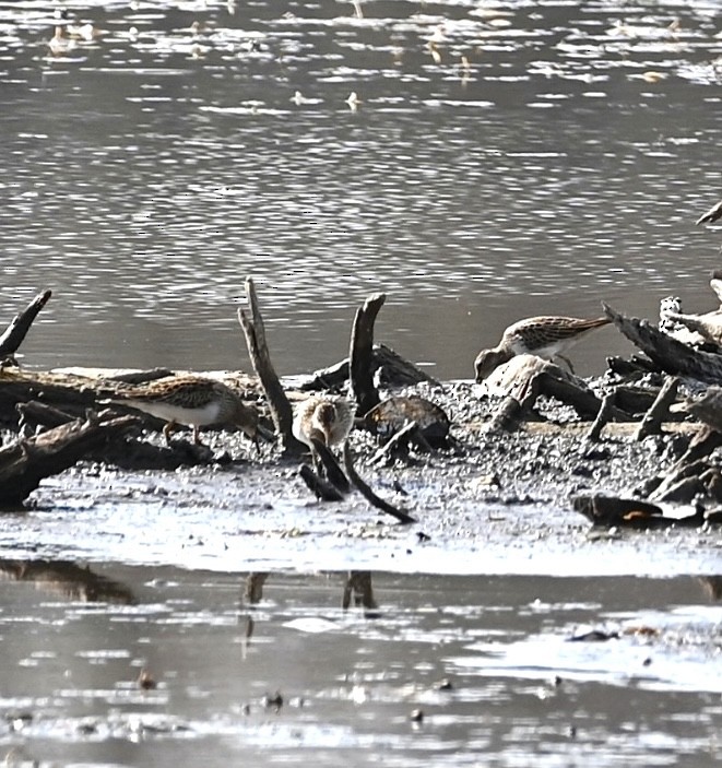 Pectoral Sandpiper - ML499145541