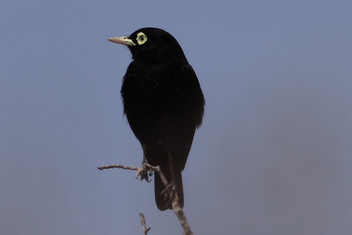 Spectacled Tyrant - Robert Hagen