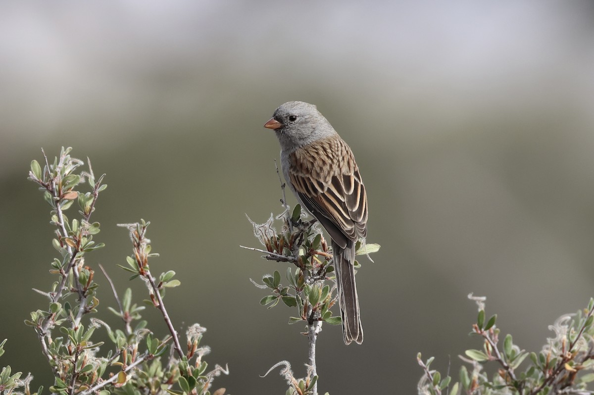 Black-chinned Sparrow - ML499146611