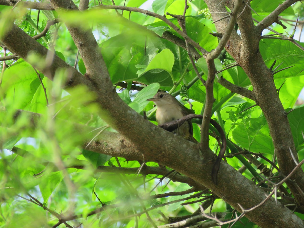 Long-billed Gnatwren (Trilling) - ML499147221