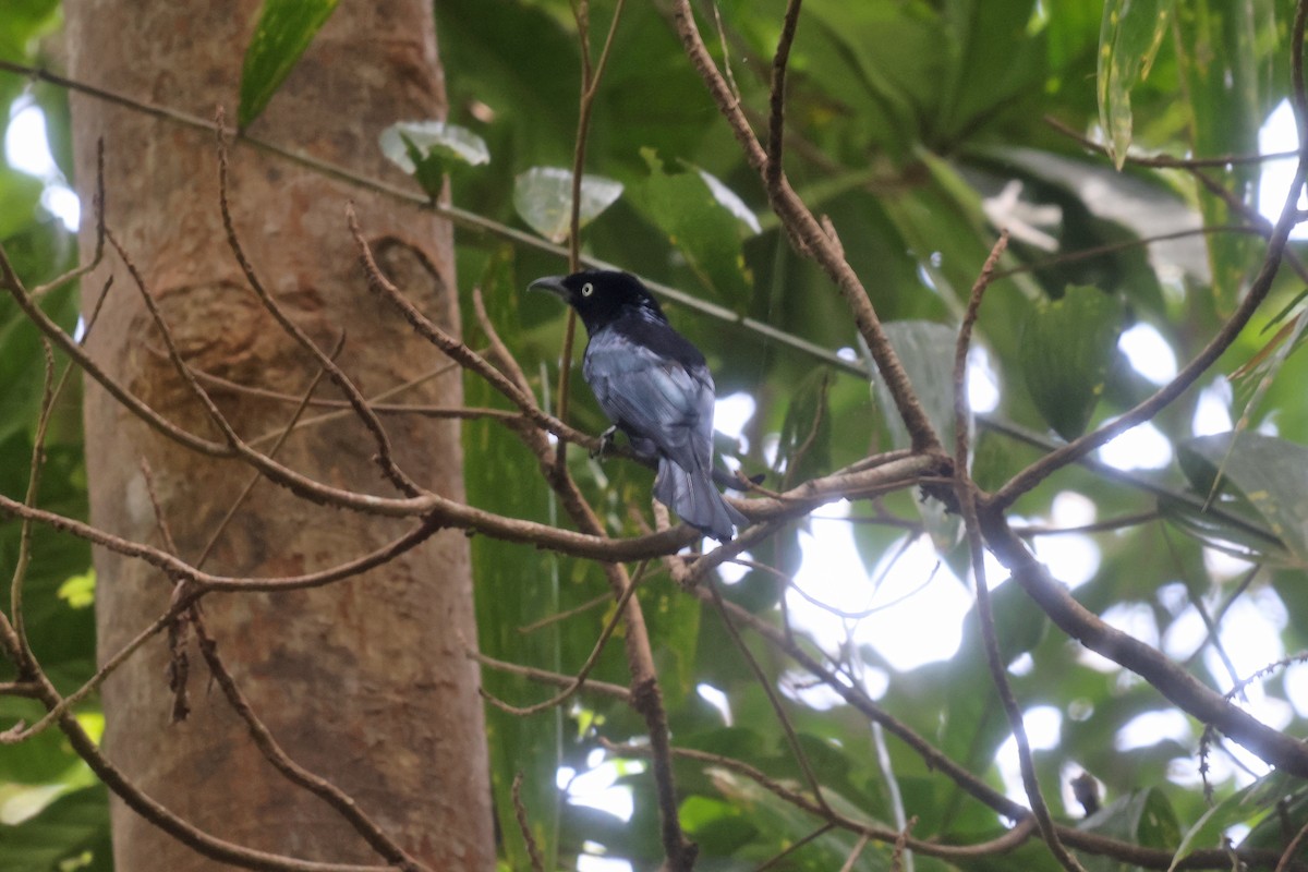 Hair-crested Drongo - ML499147651