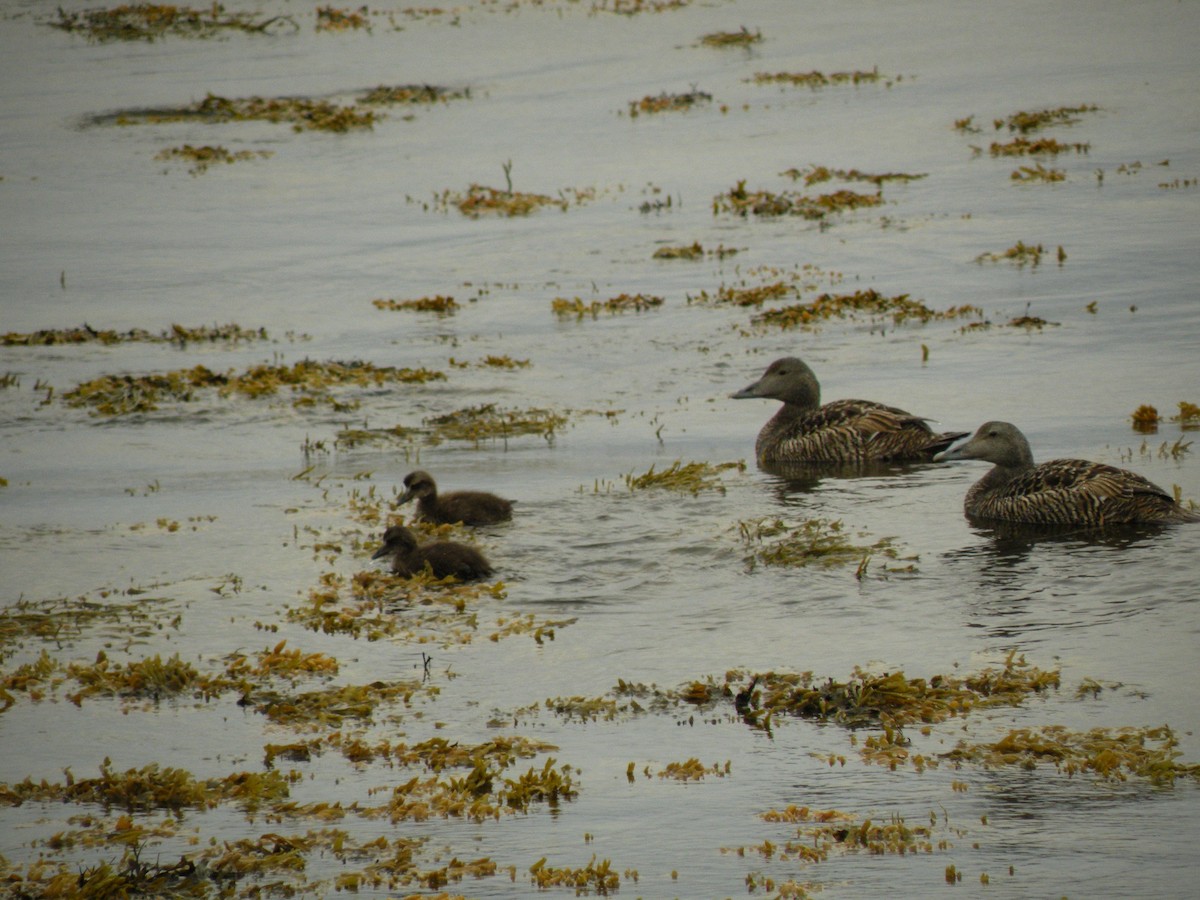 Common Eider - ML499148131