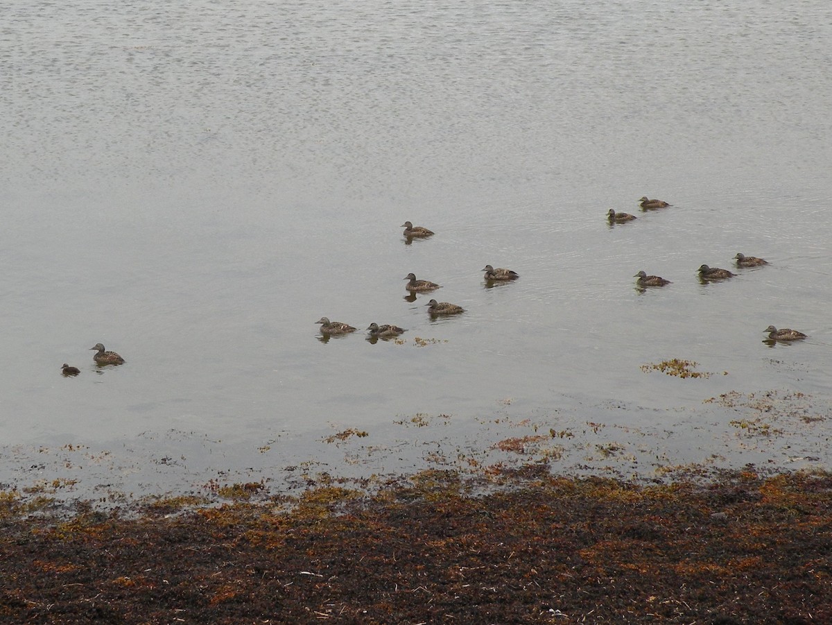 Common Eider - ML499149001