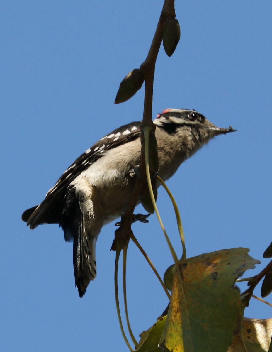 Nuttall's Woodpecker - evonne muse