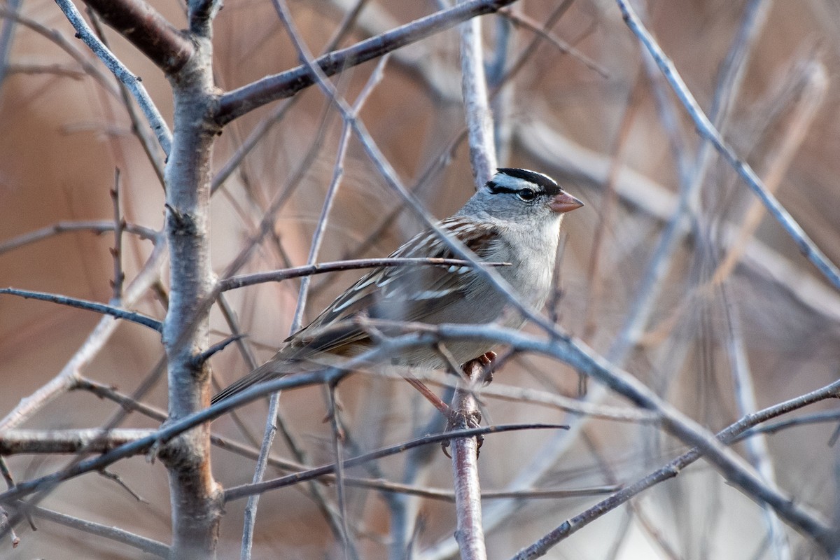 White-crowned Sparrow (leucophrys) - ML499149481