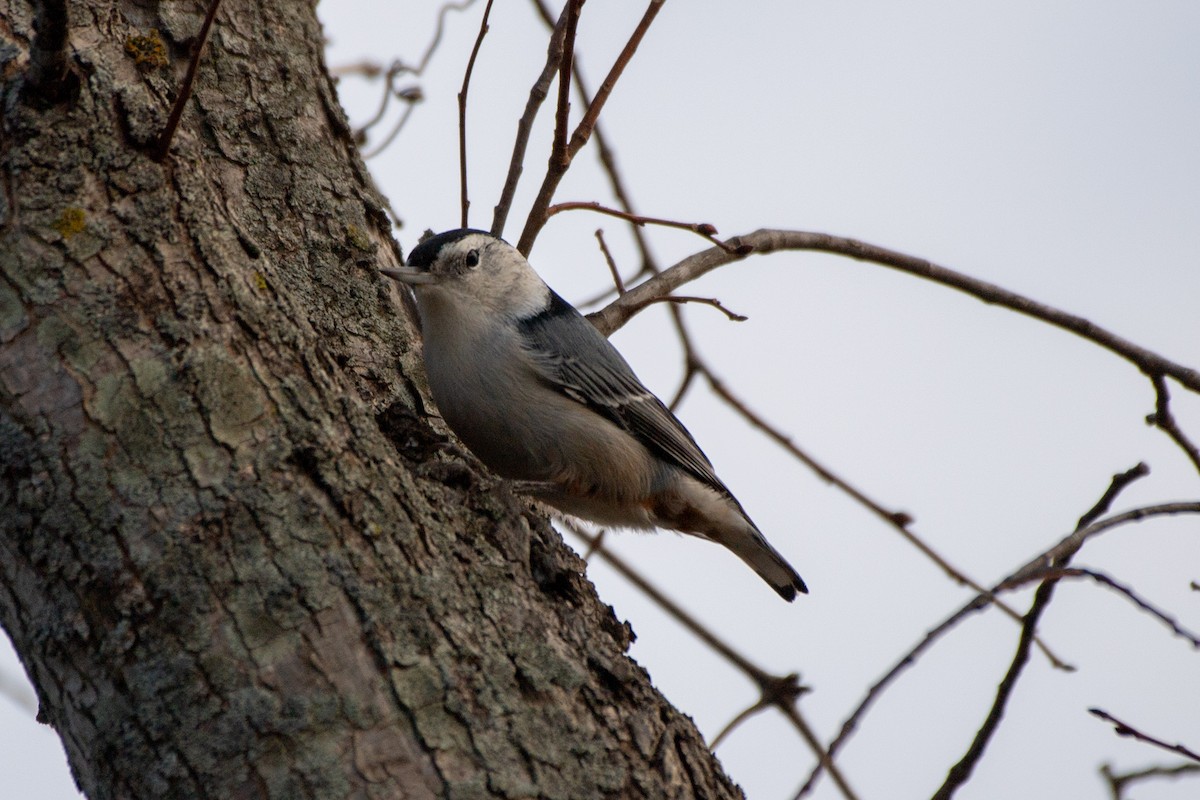 White-breasted Nuthatch (Eastern) - ML499149591