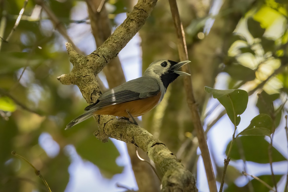 Black-faced Monarch - ML499150761