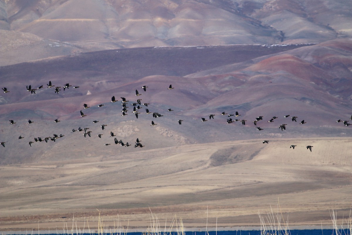 Lesser White-fronted Goose - ML499150821